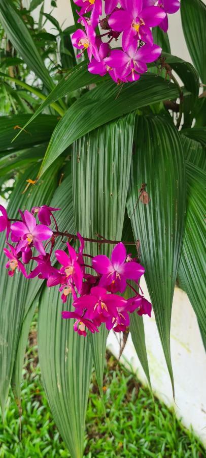 Harmony Self-Catering Apartments Beau Vallon  Luaran gambar